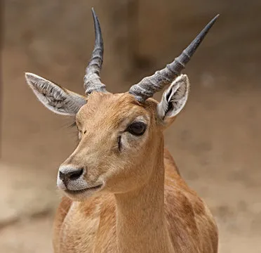 QR Code for App Download